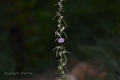 Parasopubia delphiniifolia